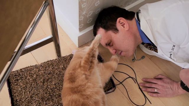 Why Do Cats Lick People's Hair? : Loving Your Cat