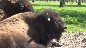 Бизоны и зубры