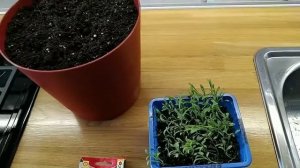 Сажаю на открытом балконе. Часть 6. Маттиола