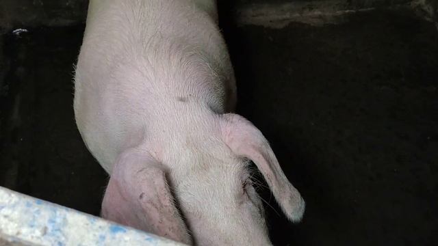 ?⚒️ Стройка МАТОЧНИКА сдвинулась с места ? ОБЗОР моих ПОРОСЯТ смотреть онлайн