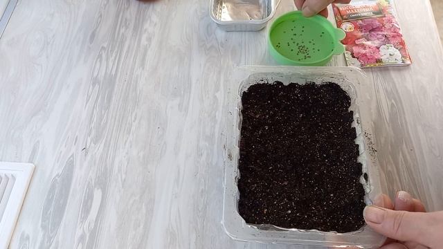 8 марта 2022 г. Посеяла ранние томаты, львиный зев, левкой, базилик и астры. смотреть онлайн