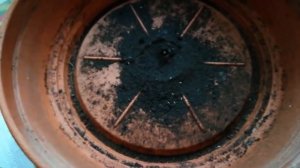 Что это завелось в горшке и как от этого избавиться?