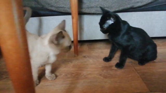 Малыши бомбейской и бурманской кошки смотреть онлайн