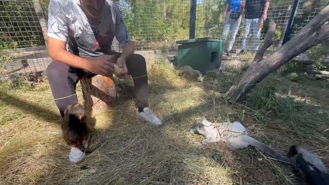 Влад УБЕГАЕТ от Степы и Мани, а Люська просто чистит КАЧАН КУКУРУЗЫ на голове у любимого папы))) смотреть онлайн