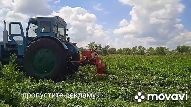 Т-40 и косилка Виракс косят бурьян смотреть онлайн