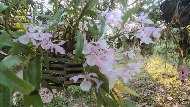 ชมกล้วยไม้ และเพลงคอยคู่,กล้วยไม้ไอยเรศ,เอื้องดอกมะเขือผสมตอติเล смотреть онлайн