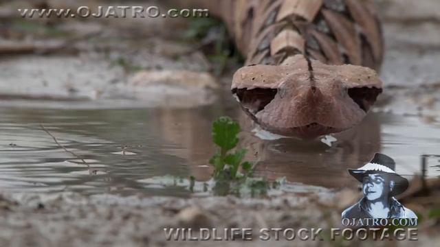 Gaboon Viper 01 - Dangerous Animals смотреть онлайн