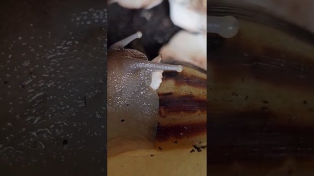 snails eating shrooms #shortsvideo смотреть онлайн