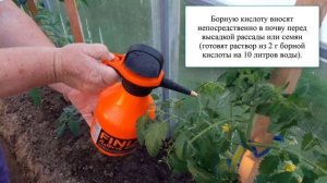 Борная кислота для помидоров: как поливать и опрыскивать