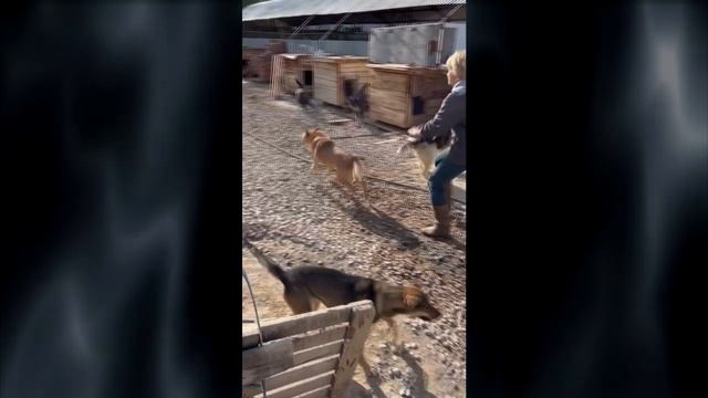 ДАЙ ЛАПУ, ДРУГ! смотреть онлайн