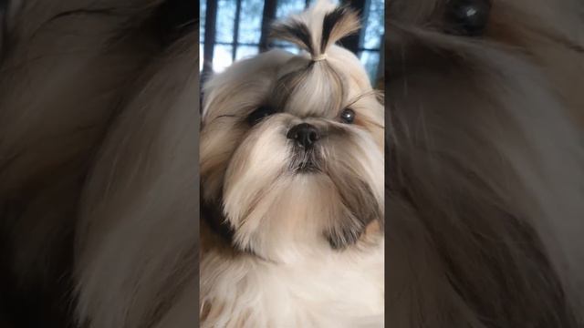 Девочка ши-тцу, 5,5мес смотреть онлайн