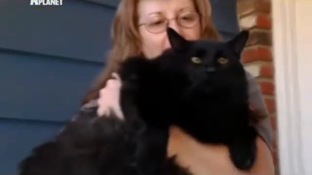 Ангорская кошка смотреть онлайн