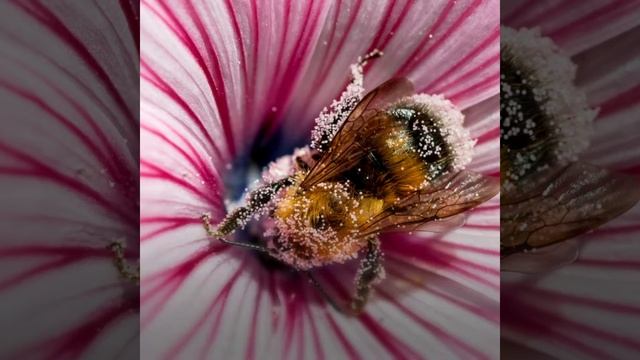 Вы знаете где живут шмели? смотреть онлайн