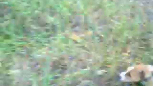 два стаффорда в 3 месяца смотреть онлайн