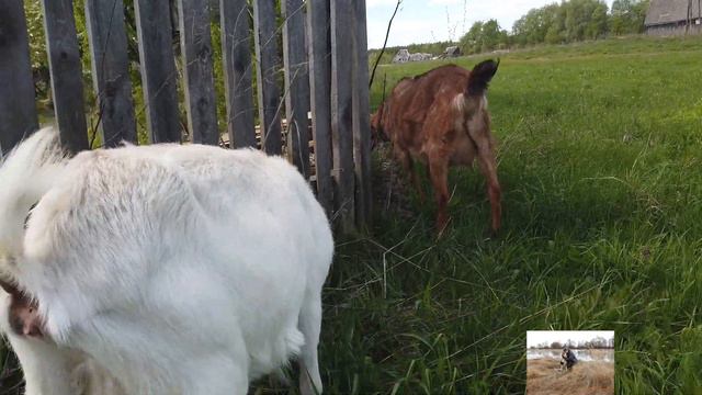 Жизнь в деревне. Козы на прогулке. Козочка Малинка. смотреть онлайн