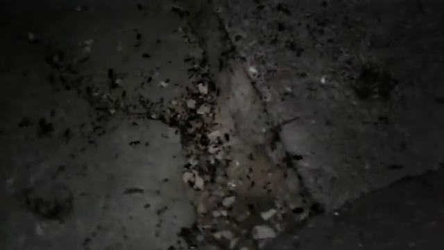 Тараканы около детской площадки!!! Жесть смотреть всем!!! Шаляпина 15 смотреть онлайн