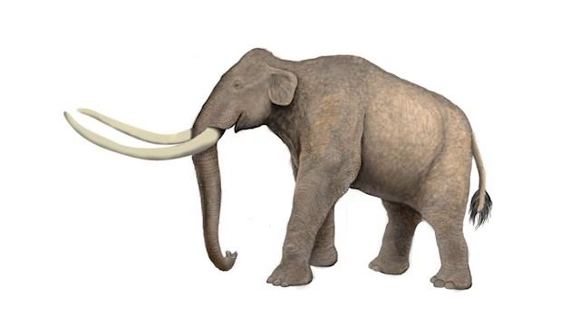 Columbian Mammoth Sounds смотреть онлайн