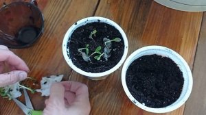 ПОДСОЛНЕЧНИК *МЕДВЕЖОНОК*.ПОСАДКА#посадка#подсолнечник#межвежонок#подсолнечникпосадка#желтыецветы#