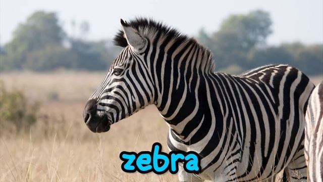 Learning Wild Animals Names For Children - First Words For Toddlers, Babies, Kindergarten, Kids