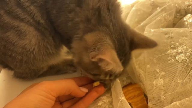 КАК КОШКА ЛУна ПЕЧЕНЬКУ ЕЛА 🐈 смотреть онлайн