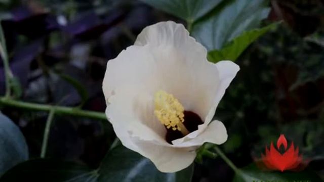 Белый Гибискус - Китайская роза смотреть онлайн