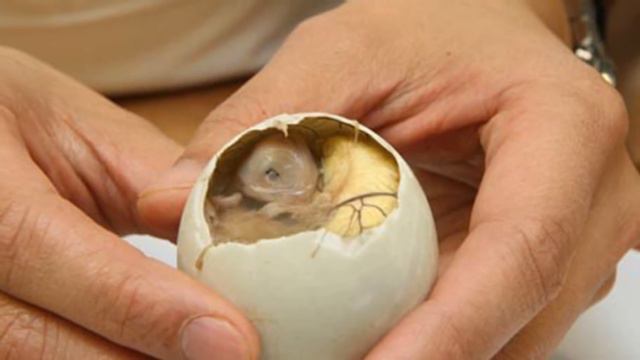 5 Most DISGUSTING Foods That People Acutally Eat! смотреть онлайн