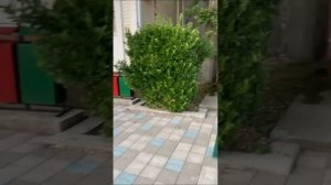 «ВДЦ Орлёнок» лагерь Солнечный. Обзор синих крабов ? по территории Солнечного.