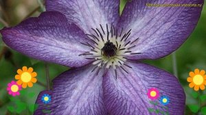 Клематис гибридный Веноза Виолацеа. Краткий обзор, описание характеристик clematis Venosa Violacea