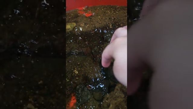 тритон обыкновенный