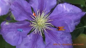 Клематис крупноцветковый Генерал Сикорский ? обзор: как сажать, саженцы клематиса Генерал Сикорский