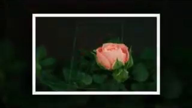 Не рвите розу в 17 лет...