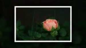 Не рвите розу в 17 лет...