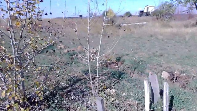 Моя основная цель - это вырастить лес на даче. (2019 год) смотреть онлайн