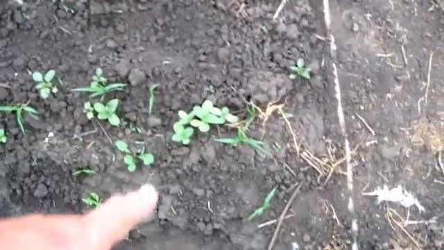 Как прорасли наши подсолнухи смотреть онлайн