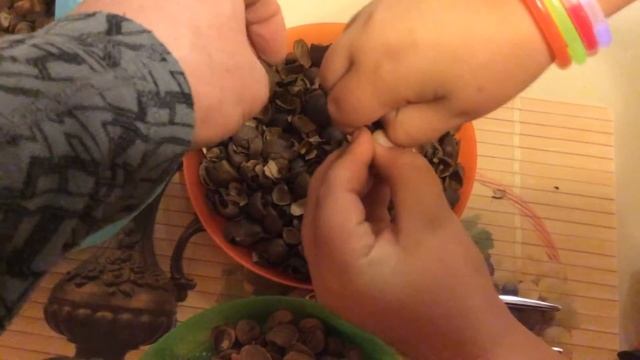 Очистка семян Камелии для экстракции углекислым газом смотреть онлайн