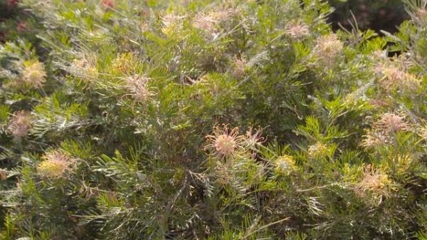 The Garden Gurus - Groovy Grevillea's