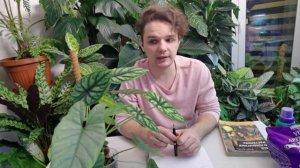 АЛОКАЗИЯ секреты и особенности в уходе//ГРУНТ//ПОЛИВ//Моя мини коллекция