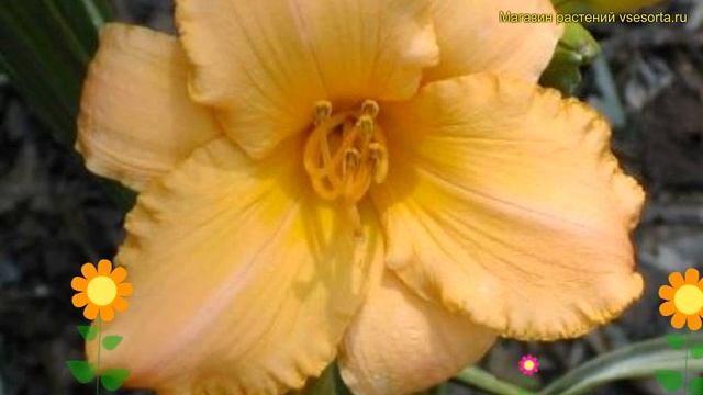 Лилейник гибридный Тротикал Тангерине. Краткий обзор, описание hemerocallis Tropical tangerine смотреть онлайн