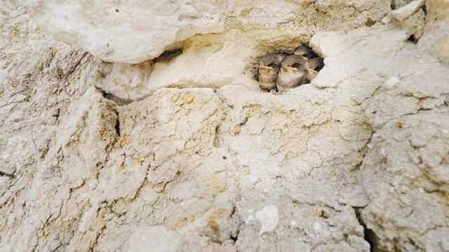 Ласточки-береговушки кормят своих птенцов смотреть онлайн