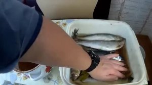 Селёдка холодного копчения, как идея для бизнеса, все коптят скумбрию,но селёдка не хуже, мой рецеп