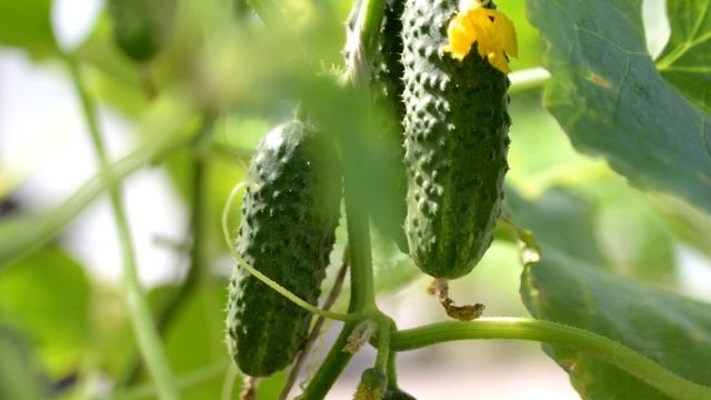 За ночь огурцов нарастает немерено! Полейте огурцы этим и от пожелтения огурцов помогло сразу! смотреть онлайн