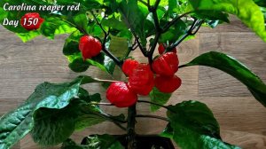 Каролина Рипер красная. Дни 136-150. Рост перца.