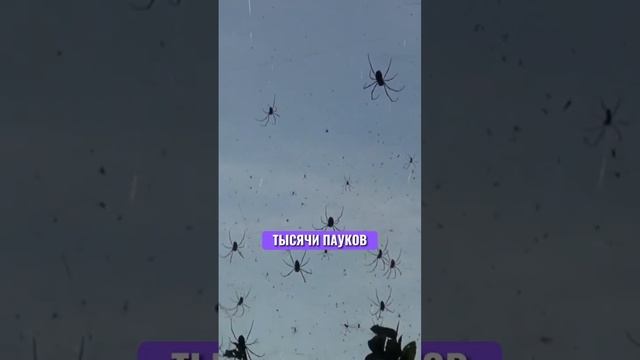 Целый город под пауками #бали #пауки смотреть онлайн