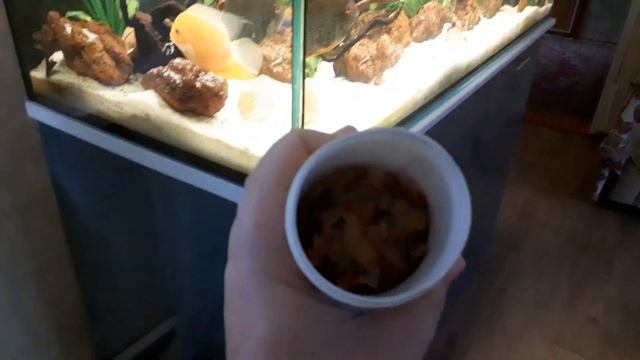 аквариумные рыбки. кормление рыбок смотреть онлайн