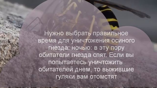 Квест-победи осу: Делу время, потехе-час# 5 смотреть онлайн