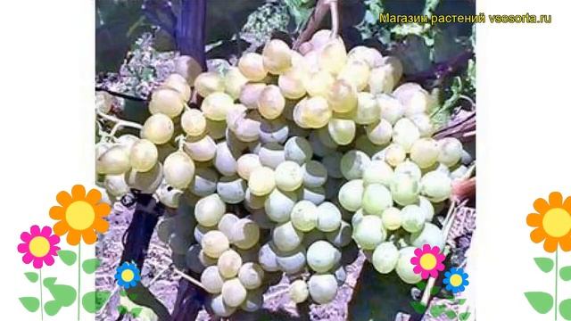 Виноград плодовый Кристалл. Краткий обзор, описание характеристик, где купить саженцы vitis Kristal смотреть онлайн