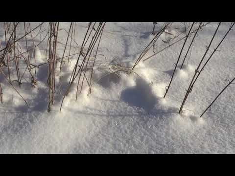 Зима в Коломенском смотреть онлайн