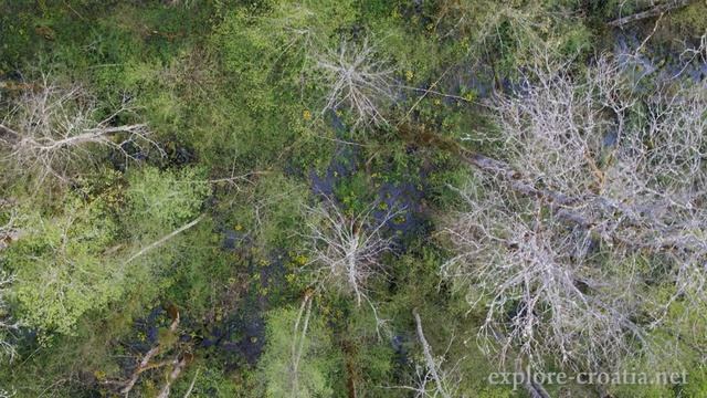 The snake's head fritillary (Fritillaria meleagris) / Kockavica смотреть онлайн