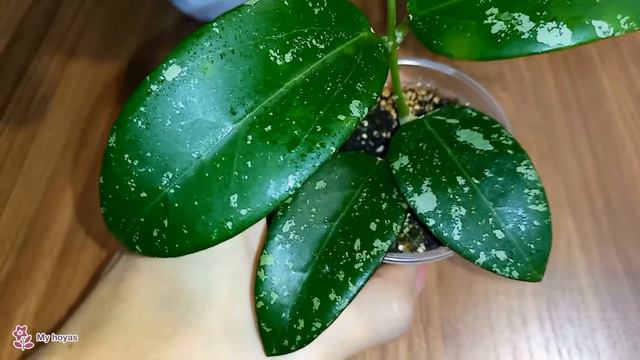 💙💛Hoyas with a silver splash. Part 2. What will happen if you root a hoya stem "upside down"? 🤔 смотреть онлайн