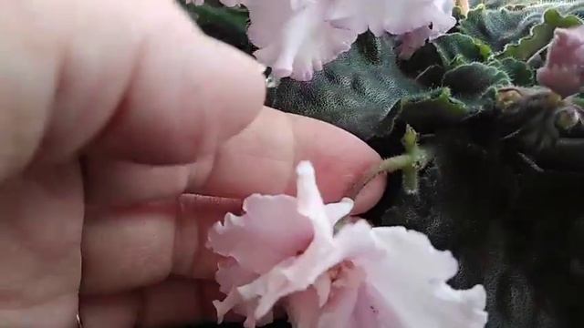 Обзор цветущих фиалок.//Overview of flowering violets. смотреть онлайн